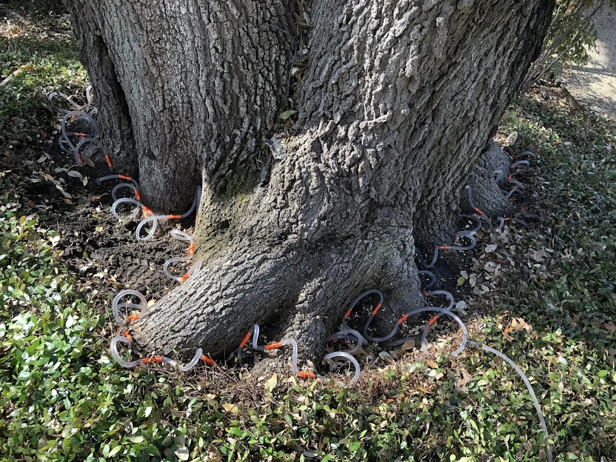 Detailed Tree Cabling and Bracing job site in Paxtonville