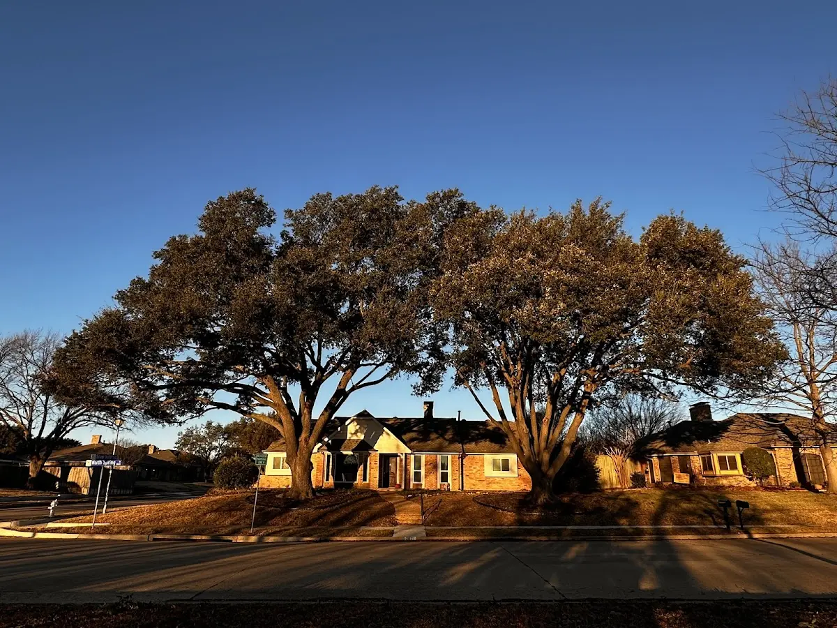 Established residential canopy tree shading a home in Paxtonville